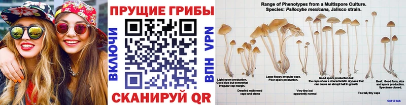 как найти закладки  это формула  Галлюциногенные грибы Magic Shrooms  Палласовка 